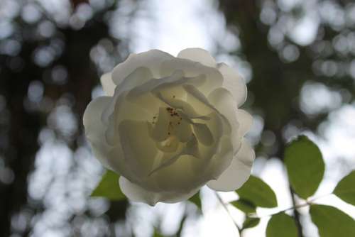 White Rose White Rose