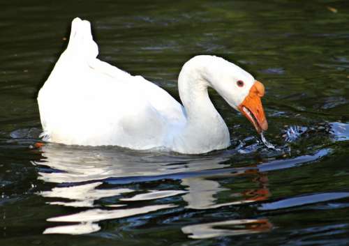 White Goose Swimming Animal