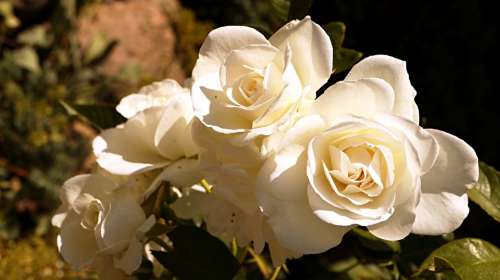 White Flower Pink White Roses