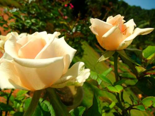 White Rose Flower Beauty Beautiful Floral Nature