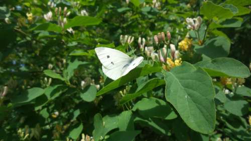 White Butterfly Spring Bush