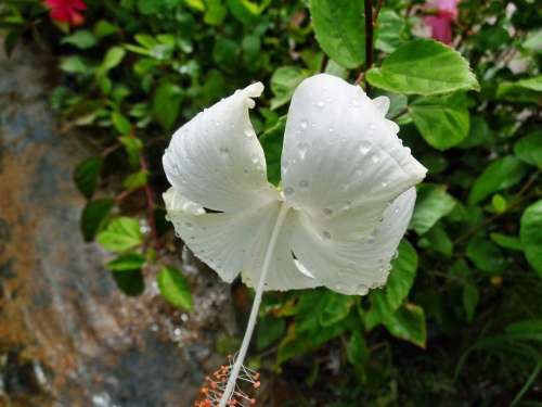 White Hibiscus Rosa Plant Flower Nature Floral