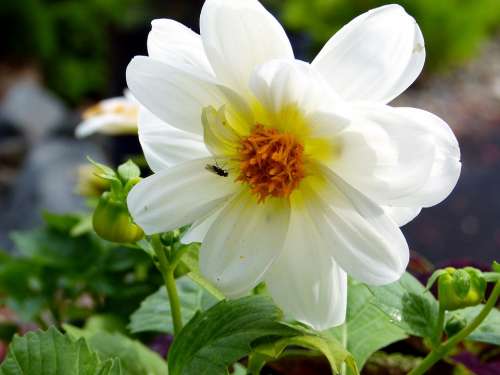 White Dahlia Flower Summer Plant Nature