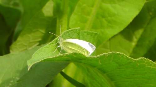 White Butterfly Insect Animal Wing Leaf Nature