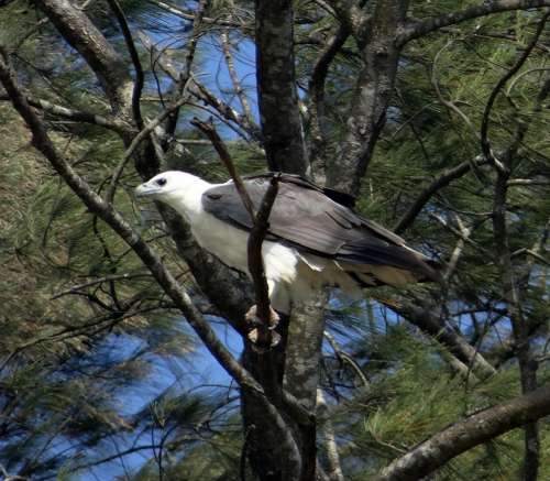 White-Bellied-Sea-Eagle Eagle Raptor Bird