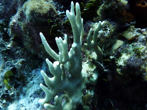 White Coral Sea Life Scuba Diving White Ocean