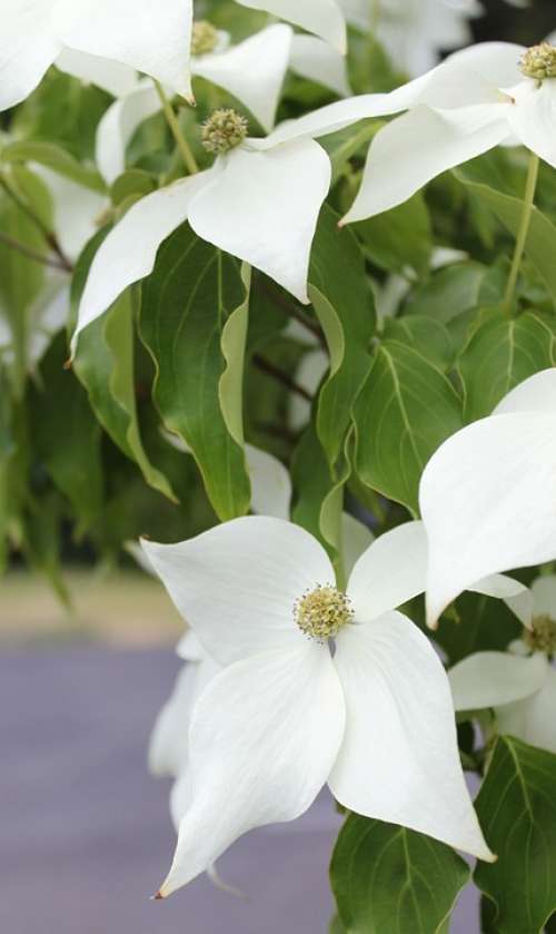 White Dogwood Dogwood Ornamental Tree White Blossoms