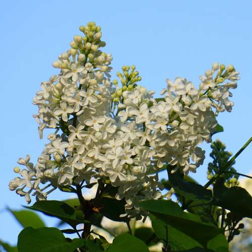 White Flower Inflorescence Lilac Syringa Plant