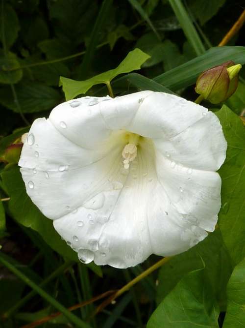 White Flower Nature Flower White