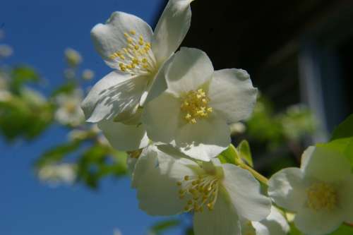 White Flower Machurian Shrub Flower Sunshine