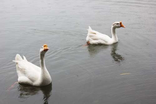 White Goose Pond Animal Water