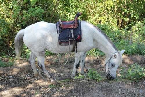 White Horse Animal White Object Horse Back Seat