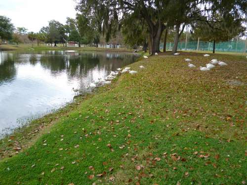 White Ibis Birds Water Flock City Park