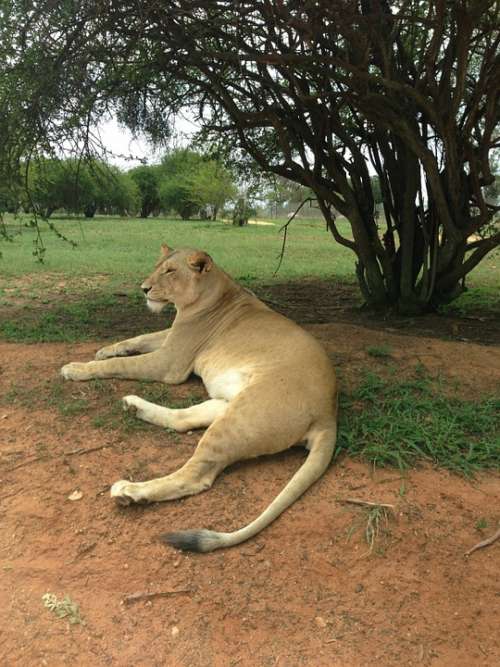 White Lion Lion Resting Animal Wild