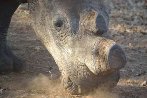 White Rhino Rhino Wild De-Horned Poachers Wildlife