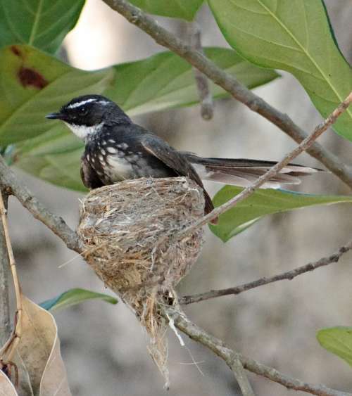 White-Throated Fantail Flycatcher Rhipidura Albicollis