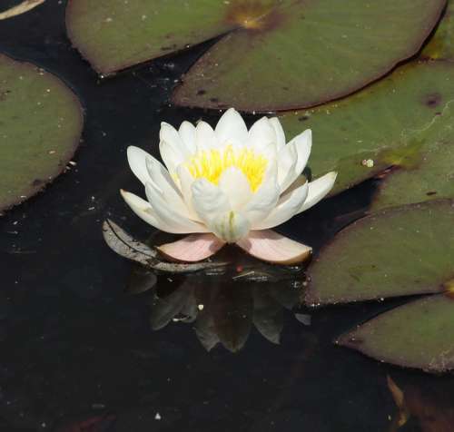 White Water Lily Nymphaea Alba Flower Plant Flora