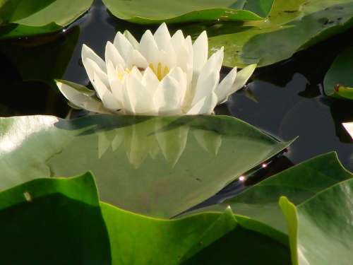 White Water Lily Water Float Nature Beauty Flower