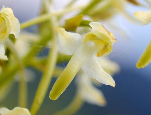 White Wood Hyacinth Blossom Bloom Wild Flower