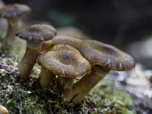 Wild Mushroom Autumn Season Close-Up Cluster