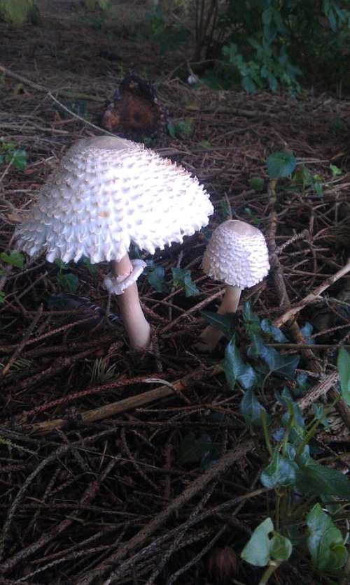 Wild Mushroom Uk Autumn Ivy Toadstool Nature