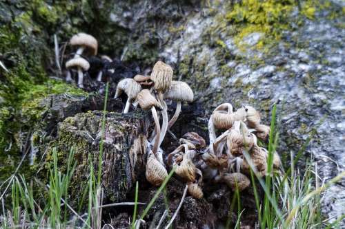 Wild Mushrooms Cluster Nature Plant Toxic Meadow