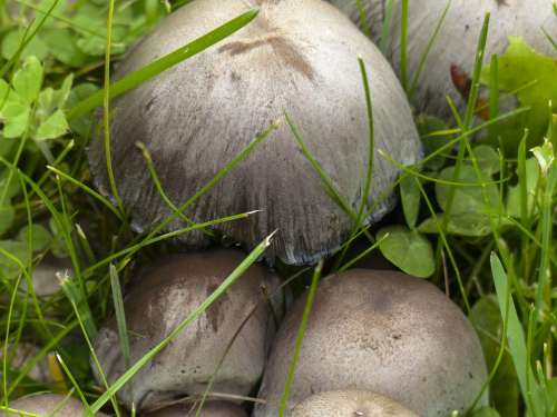 Wild Mushrooms Cluster Nature Plant Toxic Meadow