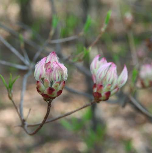 Wild Mountain Laurel Flower Buds Spring