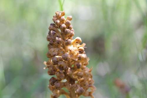 Wild Blossom Bloom Orchid Plant Flower