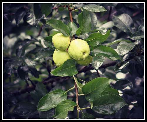 Wild Apples Tree Fruit Green Fresh Leaf