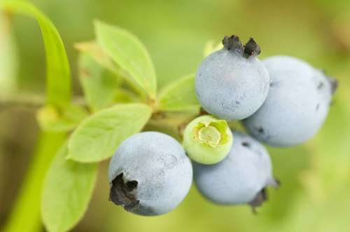 Wild Ripened Cluster Fruit Blueberries Fruits