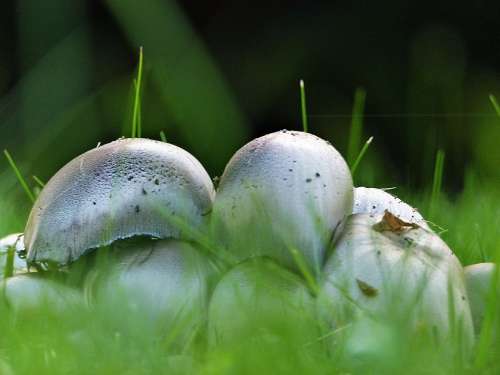 Wild Mushroom Nature Plant Poisonous Grass Macro