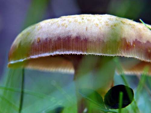 Wild Mushroom Nature Plant Forest Meadow Autumn