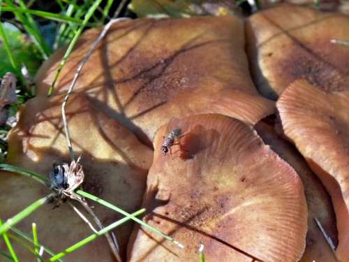 Wild Mushroom Flies Insect Nature Animal Plant