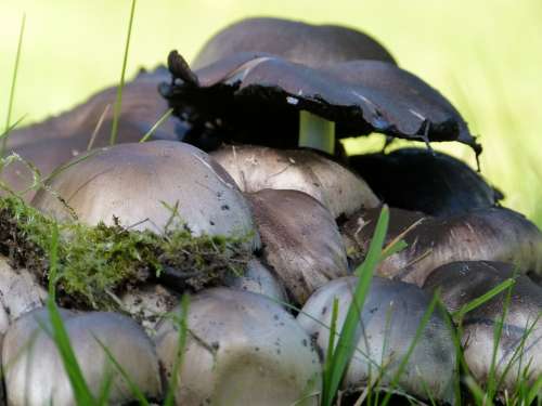 Wild Mushrooms Stacked Nature Meadow Plant Grass