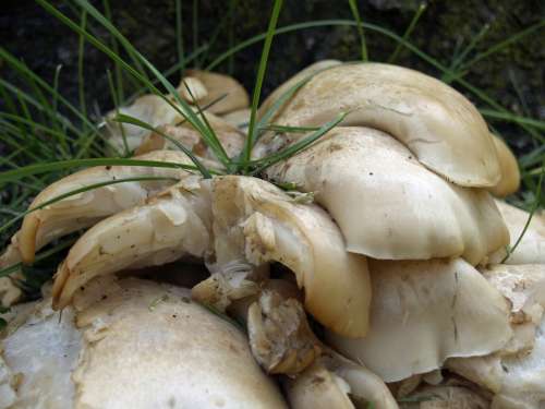 Wild White Mushroom Close-Up Nature Macro Plant
