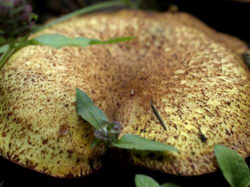 Wild Mushroom Leave Close-Up Macro Nature Plant