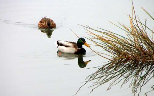 Wild Ducks Swim Lake Cloudy Autumn Birds Water