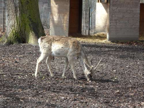 Wild Fallow Deer Disguised Roe Deer Hirsch Animal