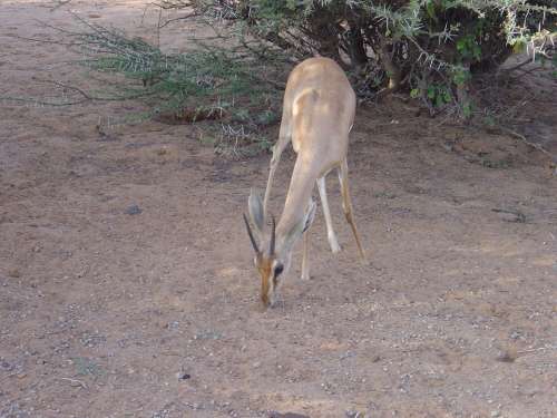 Wild Animals Gazelle Dione Djibouti Africa