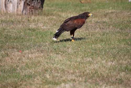 Wild Bird Raptor Harris Hawk Ground