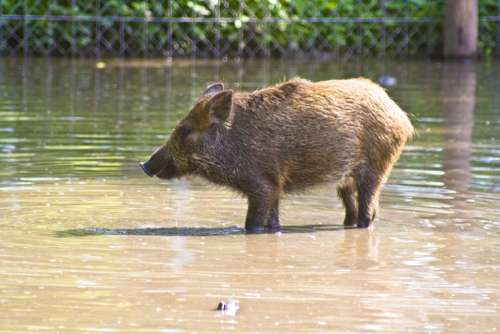Wild Boar Water Sanzgiri Boar Swim Quagmire