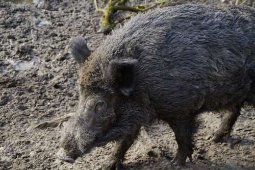 Wild Boar Boar Portrait Disguised Mud Quagmire