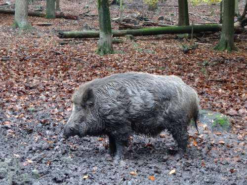 Wild Boar Nature Mammal Wild Wildlife Animals