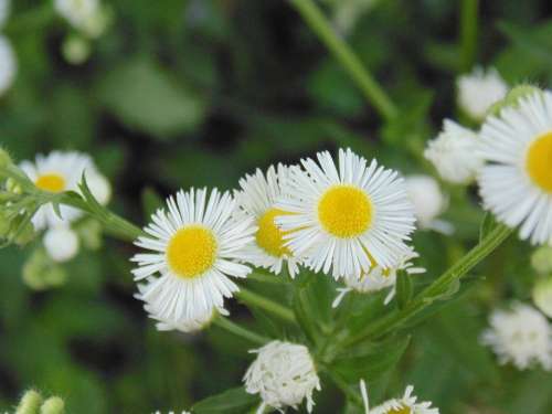 Wild Camomile Green White