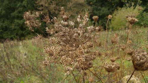 Wild Carrot Faded Meadow Pointed Flower Close Up