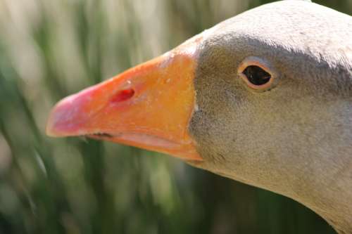 Wild Duck Duck Animals Nature Bird