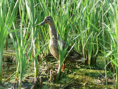 Wild Duck Water Reeds Nature