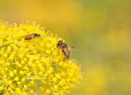 Wild Fennel Insects Bee Flower Close Up