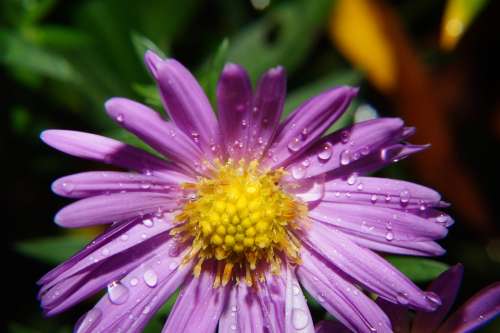 Wild Flower Blossom Bloom Purple Plant